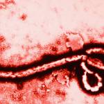 Ebola virus Trade Finance Global West Africa