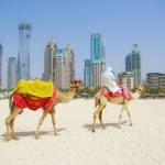 dubai camel on the town scape backround, united arab emirates