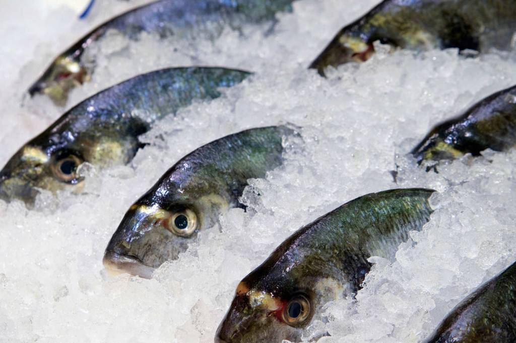 frozen fish stock finance