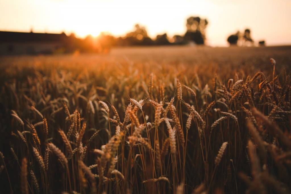 grain market.