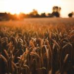 grain market.