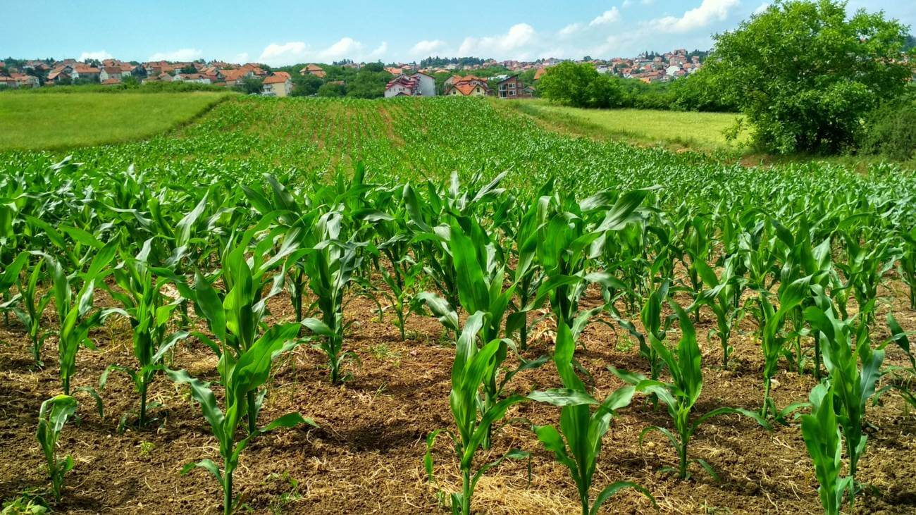 Corn Field