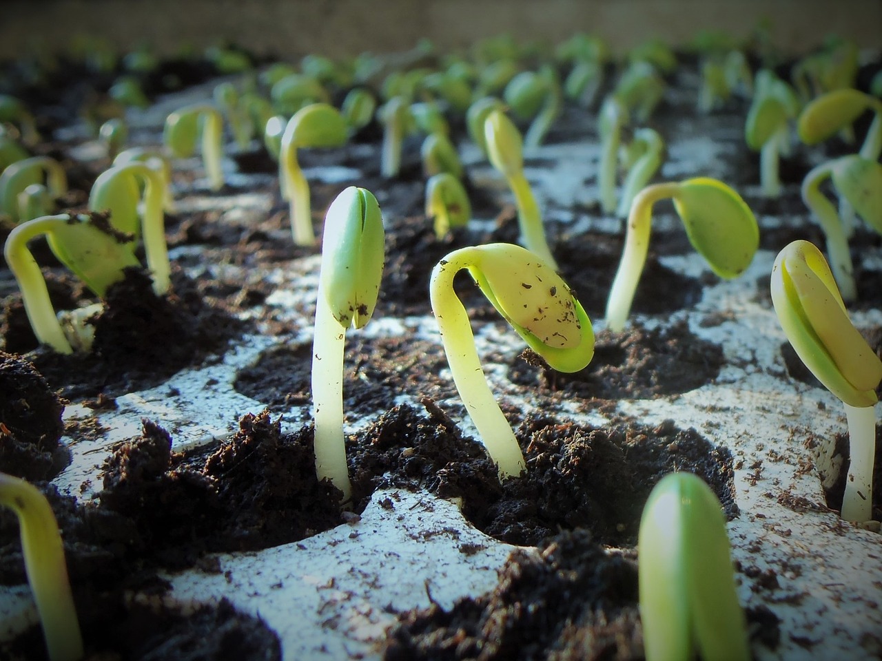 Soybean plants