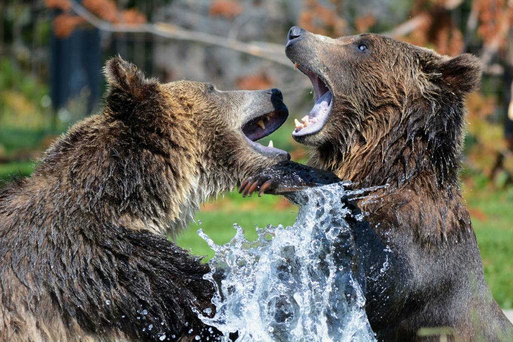 grizzly-