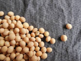 soybeans-