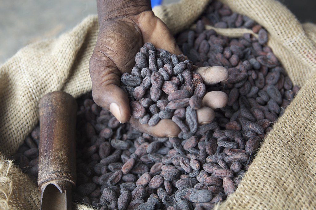 Cocoa beans