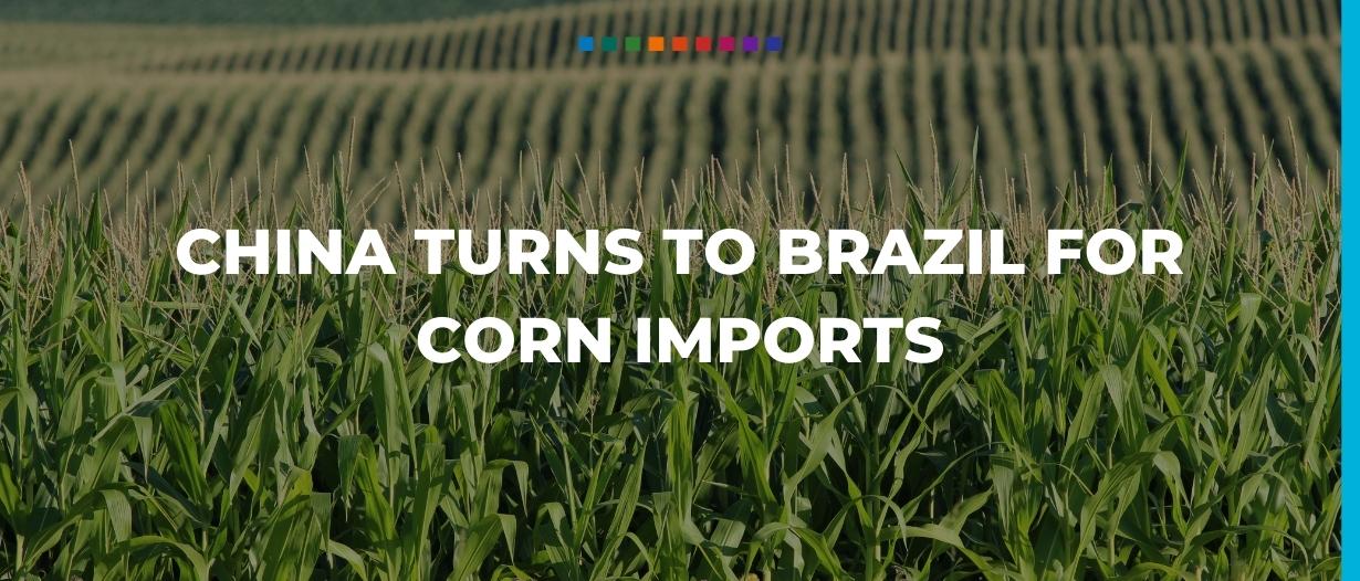 China turns to Brazil for corn imports