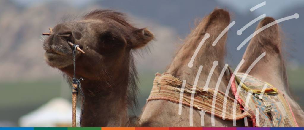 Mongolia Camel