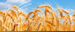 Wheat prices rise in the face of Black Sea threats