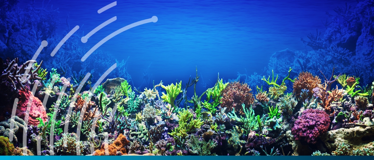 ICRI pledges $12bn for coral reef conservation