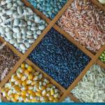 Brazil and India explore long-term trade agreement for pulses