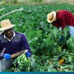 British, Swedish, and Norwegian development banks collaborate on $85mn investment in agribusinesses in Africa WEB